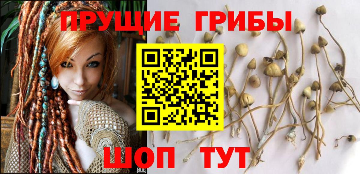 Галлюциногенные грибы Psilocybine cubensis Беслан